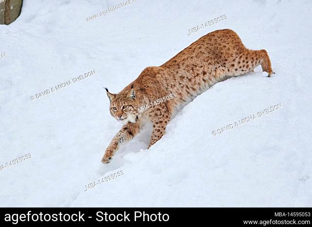 European lynx (Lynx lynx) in winter, sideways, walking, Bavarian Forest National Park, Bavaria, Germany