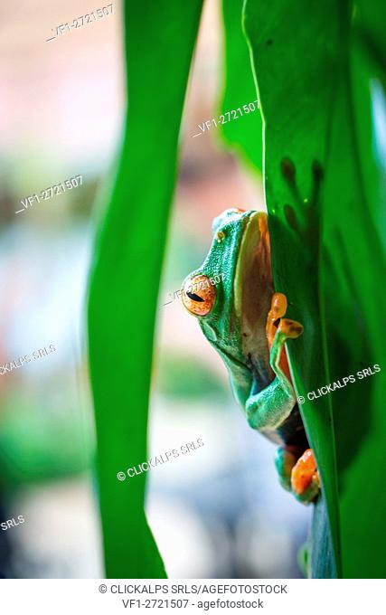 Tortuguero National Park, Costa Rica, Central America. Wild red eyed tree frog looking at the camera