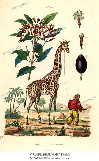 Giraffe, Giraffa camelopardalis, with handler and clove tree, Syzygium aromaticum. Handcoloured steel engraving by Pfitzer after an illustration by A