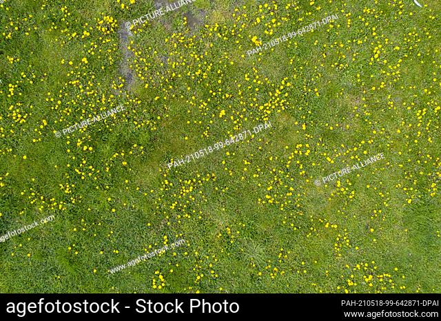 08 May 2021, Saxony-Anhalt, Gardelegen: Flowering dandelion in a meadow. (Shot with a drone.) Photo: Stephan Schulz/dpa-Zentralbild/ZB