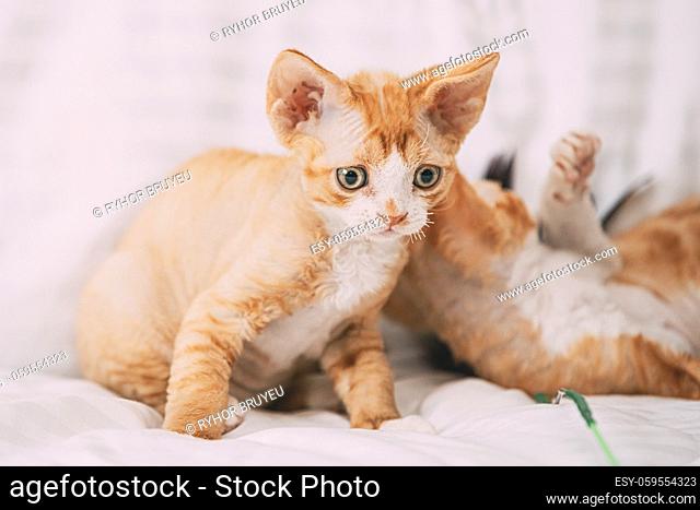 Funny Curious Young Red Ginger Devon Rex Kitten Playing Together At Home Sofa. Short-haired Cat Of English Breed