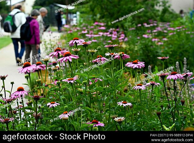 08 July 2022, Brandenburg, Beelitz: Flowerbeds with blooming purple coneflower Echinacea purpurea can be seen on the grounds of the Laga State Garden Show