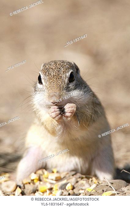 A mexican ground squirrel fills his cheeks with seeds