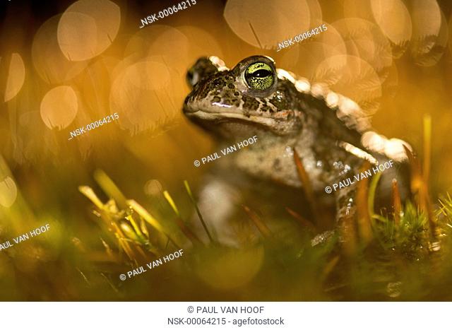 Natterjack Toad (Epidalea calamita) male in sitting on haircap moss, The Netherlands, Limburg, Bergerheide