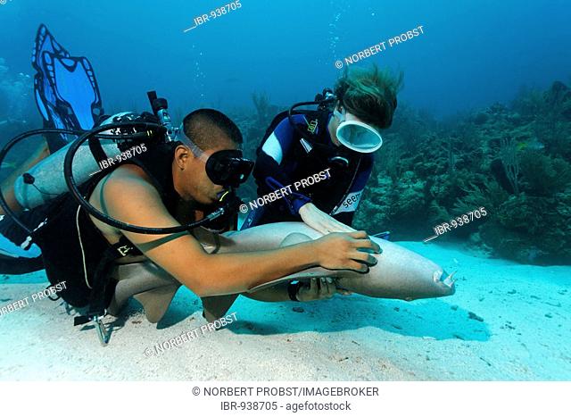Scuba diver and her dive master caressing the underside of a Nurse Shark (Ginglymostoma cirratum) in way that causes the shark to fall into a state of apathy