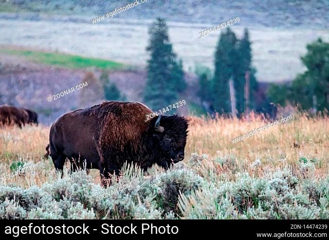 Yellowstone National Park Bison grazing in lamar valley