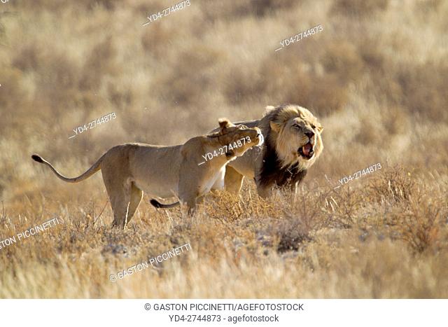African lion (Panthera leo) -Male and Female, Kgalagadi Transfrontier Park, Kalahari desert, South Africa