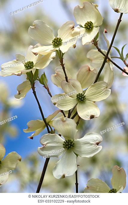 Flowering Dogwood (Cornus florida). Called American Dogwood and Eastern Dogwood also. Symbol of North Carolina, West Virginia, Missouri and Virginia
