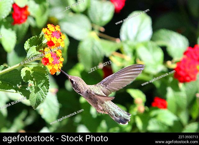 Anna's Hummingbird with Lantana