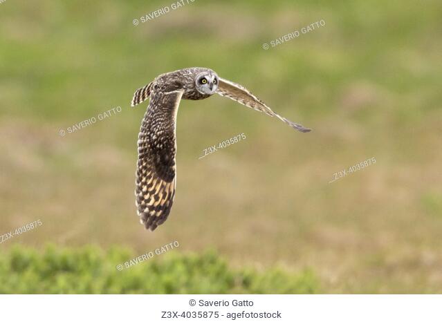 Short-eared-Owl (Asio flammeus), adult female in flight, Northeastern Region, Iceland