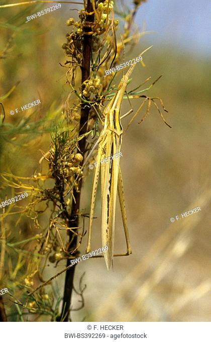 Snouted grasshopper, Long-headed grasshopper, Mediterranean Slant-faced Grasshopper (Acrida hungarica, Acrida ungarica), at a stem