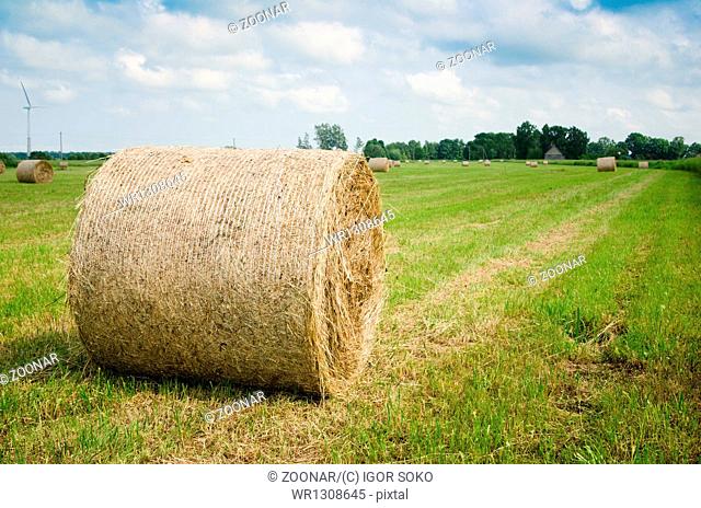 Round hay bales on a meadow