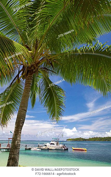 Palm tree and boats, Shangri-La Fijian Resort, Yanuca Island, Coral Coast, Viti Levu, Fiji, South Pacific