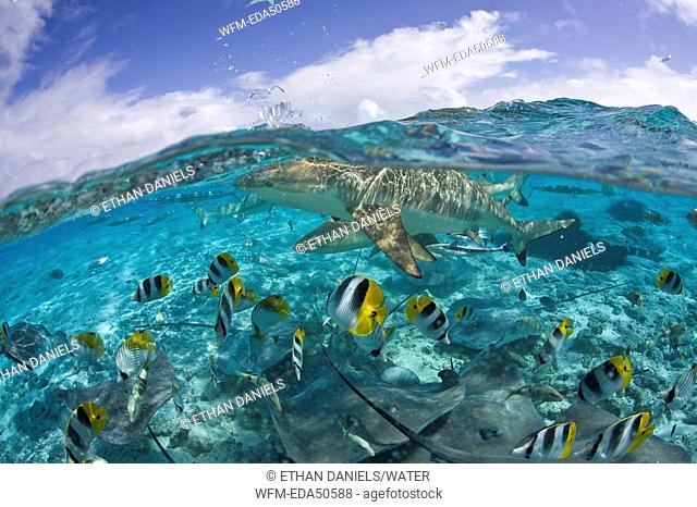 Blacktip Reef Shark and Southern Stingray, Carcharhinus melanopterus, Bora Bora, French Polynesia
