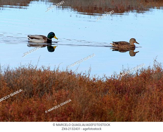 Male and female Mallard ducks (Anas platyrhynchos) at La Tancada Lagoon. Ebro River Delta Natural Park, Tarragona province, Catalonia, Spain