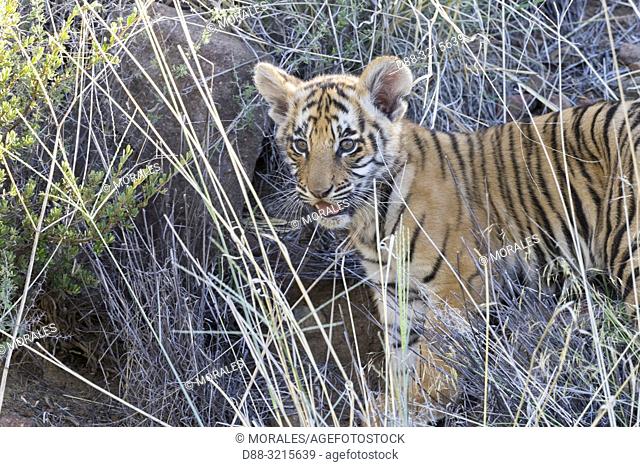 (Panthera tigris tigris), young 3 months old, walking
