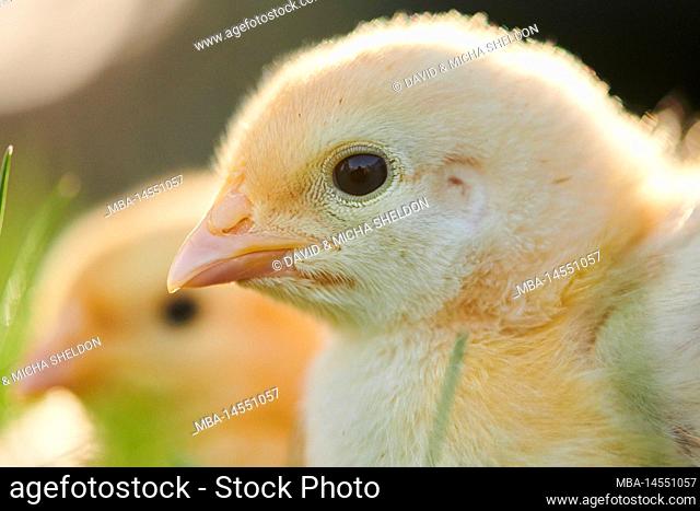 Domestic fowl (Gallus domesticus) in a meadow, chicken chicks, Slovakia, Europe
