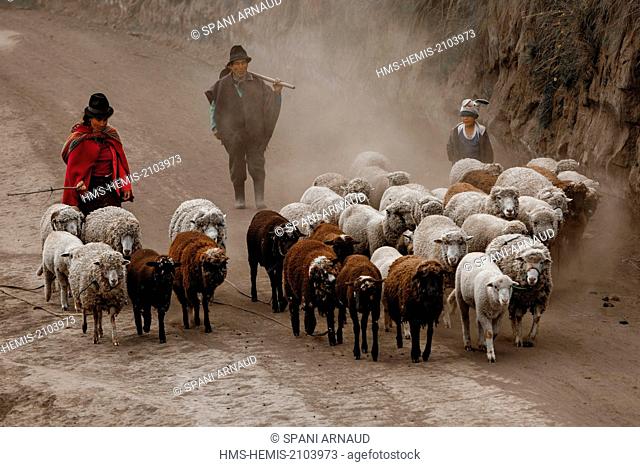 Ecuador, Chimborazo, Natural Reserve of Chimborazo, shepherds and sheep grazing returning on a dusty road