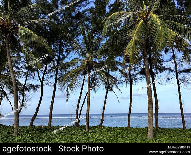 Palm trees on the beach, Male, Maldives, Asia