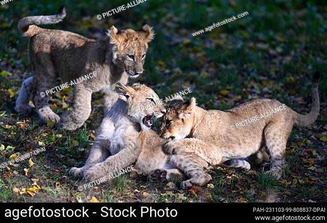 03 November 2023, Saxony, Leipzig: The lion cubs of the lioness Kigali at Leipzig Zoo frolic around the enclosure in the morning