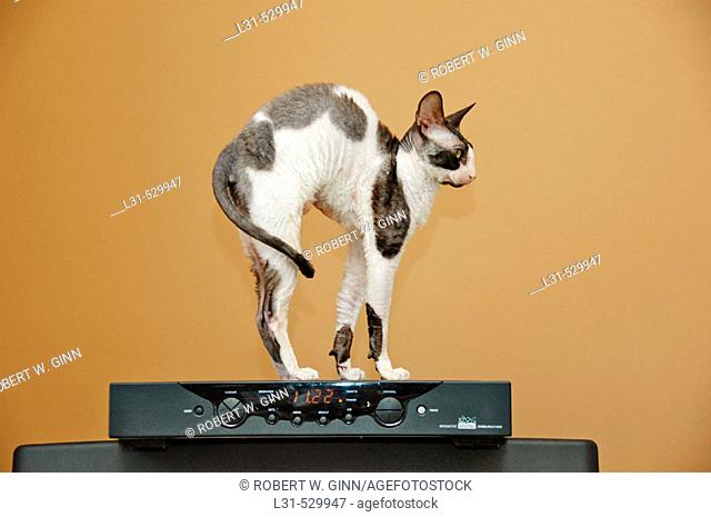 Female Cornish Rex show cat in black and white stretching its back