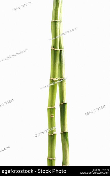 Bamboo stalks detail on white background