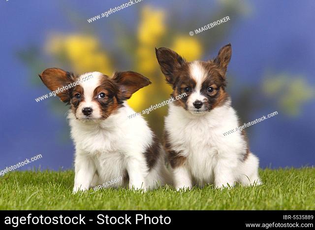 Papillons, puppies, 7 weeks, butterfly doggy, continental dwarf spaniel