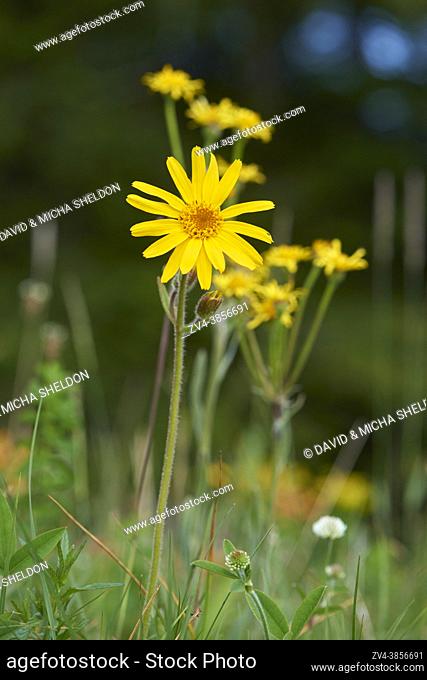 Close-up of a mountain arnica (Arnica montana) in the alps in summer