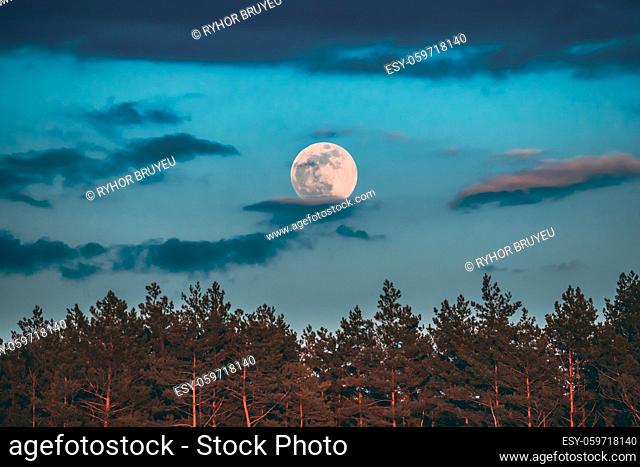 Full Moon Rising Above Pine Forest Landscape In Belarus Or European Part Of Russia During Sunset Time Of Summer Evening. Sunrise Nature At Sunny Morning
