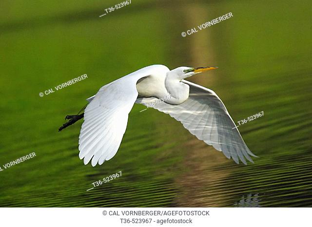 Great Egret (Ardea alba) in flight over the Harlem Meer at sunrise. Harlem Meer is a large lake at the north end of New York City's Central Park. USA