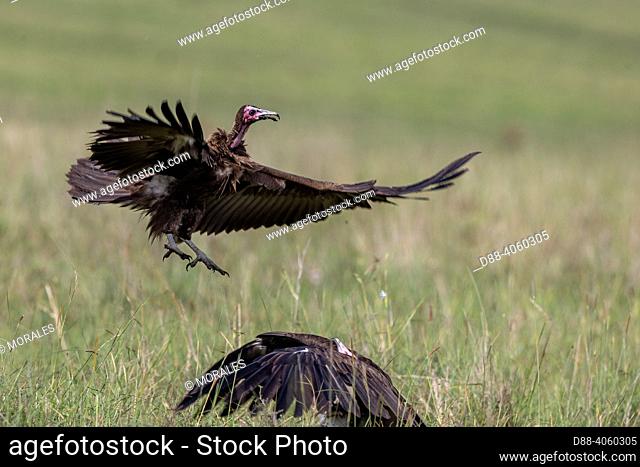 Africa, East Africa, Kenya, Masai Mara National Reserve, National Park, Hooded vulture (Necrosyrtes monachus)