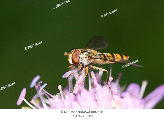 Hoverfly Epistrophe balteata - wood scabious Knautia sylvatica - Germany