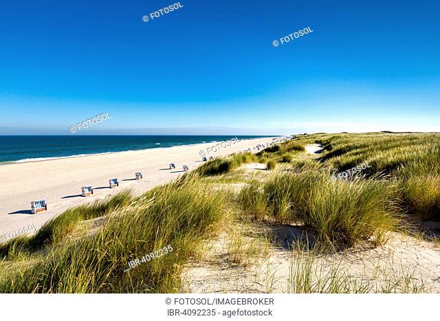 Beach chairs and sand dunes, Sylt, North Frisia, Schleswig-Holstein, Germany