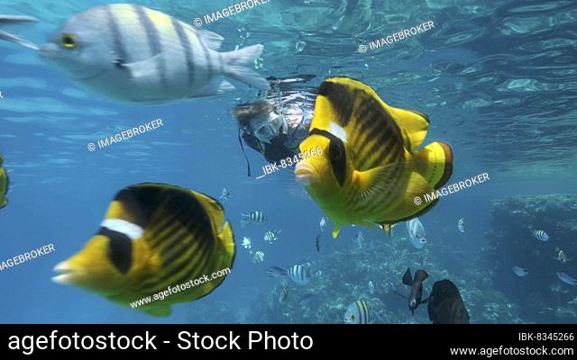 Woman in diving equipment swims on the surface of the water and looks at marine life. Female snorkeler swims underwater and looking at on tropical fishes