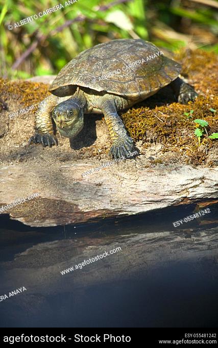 Mediterranean Pond Turtle, Mauremys caspica leprosa, Mauremys leprosa, Tajo River, Monfragüe National Park, SPA, ZEPA, Biosphere Reserve, Cáceres Province
