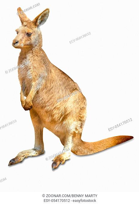 Red australian kangaroo, Macropus rufus, in front and isolated on white background