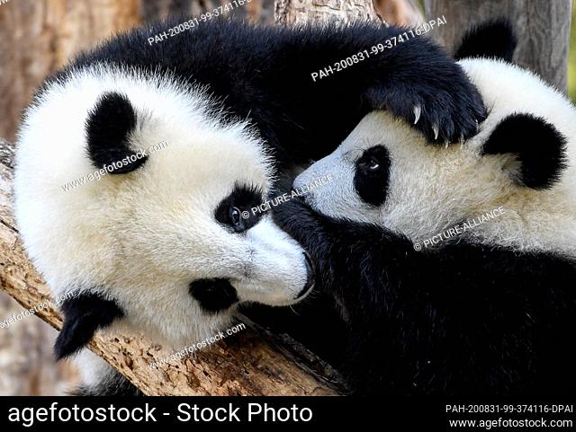 17 August 2020, Berlin: The panda twins Pit and Paule play and cuddle in their enclosure in the Berlin Zoo. They turn one year old