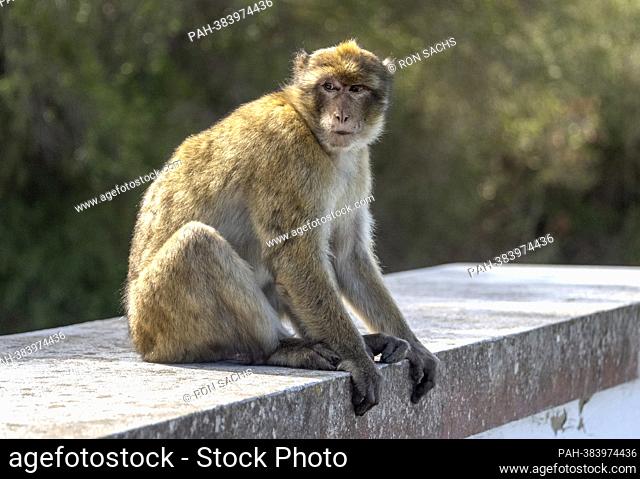 A wild monkey sits on a wall in Gibraltar, United Kingdom on Wednesday, November 2, 2022. These monkeys are the only wild monkey population on the European...