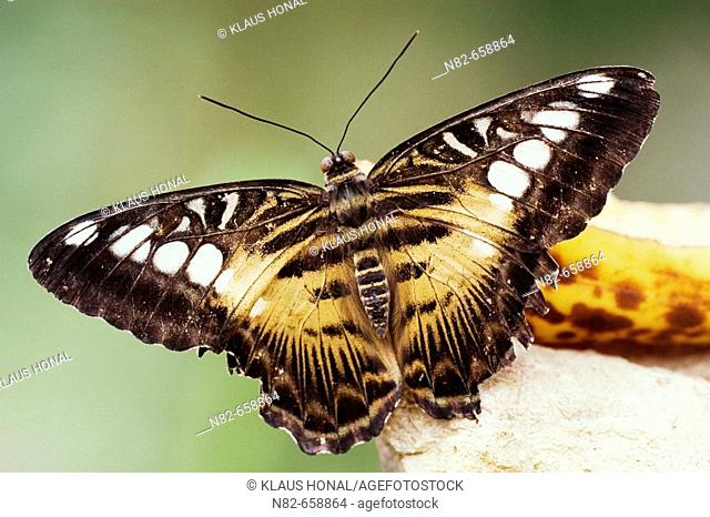 Clipper Butterfly (Parthenos sylvia brown) at banana