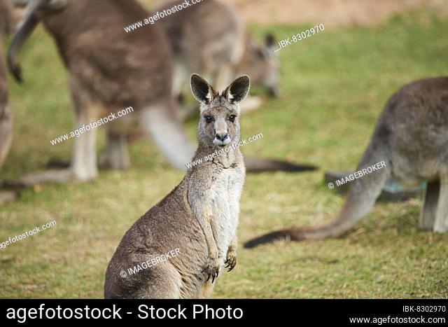 Eastern grey kangaroo (Macropus giganteus) on a meadow, Bavaria, Germany, Europe
