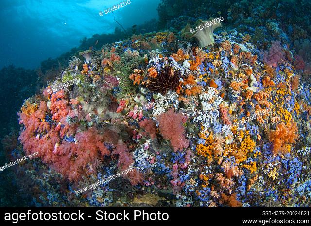 A colourful reef wall slope, with soft corals and tunicates, with the surface above, Taliabu Island, Sula Islands, Indonesia