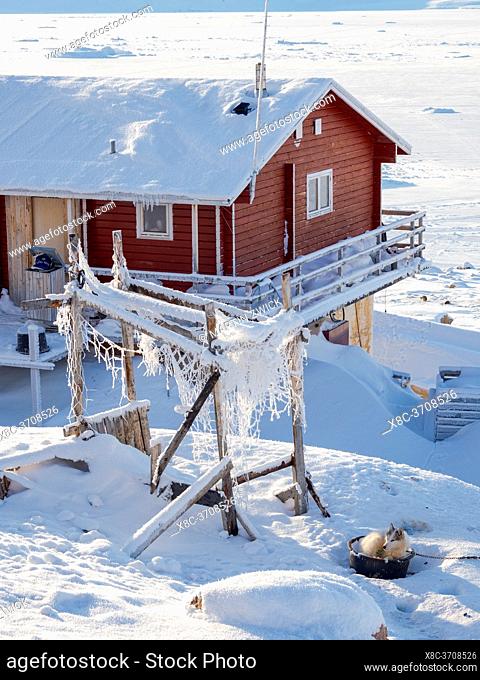 The traditional and remote greenlandic inuit village Kullorsuaq, Melville Bay, part of Baffin Bay. America, North America, Greenland, Danish territory