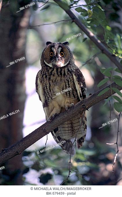 Long-eared Owl (Asio otus), Owl perched on branch, adult