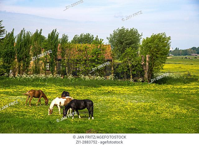 horses in meadow at farm in wijde wornmer, holland