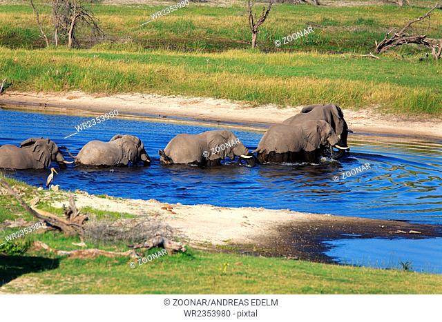 Elephants krosses the river Boteti