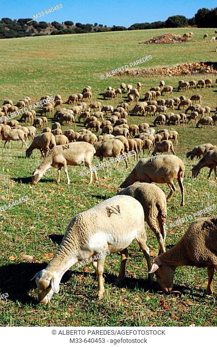 Flock of sheep. Sierra Menera, Ojos Negros. Jiloca. Teruel province. Aragon. Spain