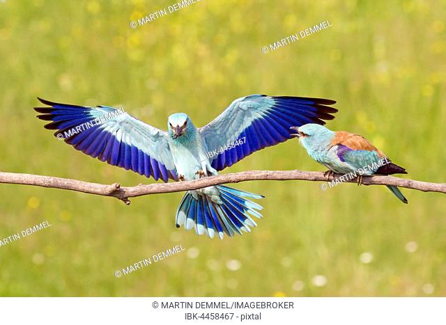 European roller (Coracias garrulus) couple, male brings female insects, Serbia