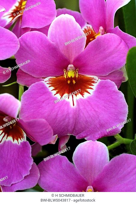 Pansy Orchid Miltonia-Hybride, flower