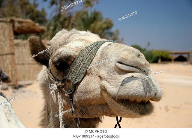 camel - Nuweiba, Sinai, Ägypten, 23/03/2005