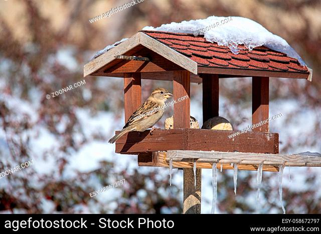 house sparrow, Passer domesticus, feeding in simple homemade wooden bird feeder, birdhouse installed on winter garden in snowy day